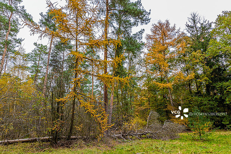 松树，光秃秃的树，枯黄的树叶和灌木，一棵枯死的树，地上长满绿草，秋日阴云密布图片素材