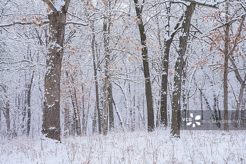 雪在树上在冬天雪图片素材