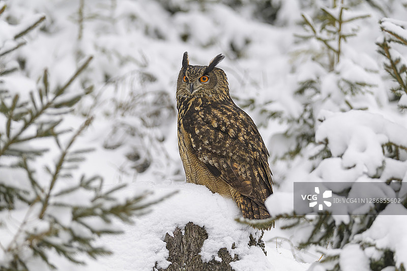 鹰鸮，波波波波，冬天图片素材