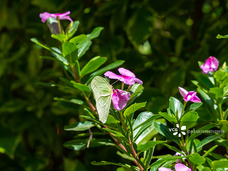 The White angle - sulphur (Anteos Clorinde)摆姿势在粉红花(Catharanthus Roseus)上，俗称亮眼睛，海角长春花，墓地植物，马达加斯加长春花和老处女图片素材