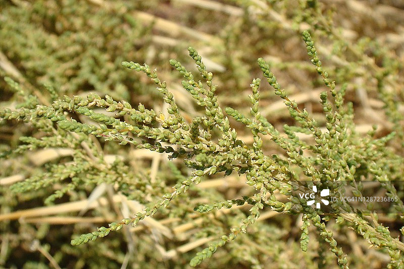 灌木俄国蓟(Salsola vermiculata)图片素材