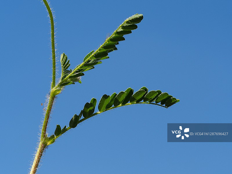 植物(黄芪echinatus)图片素材