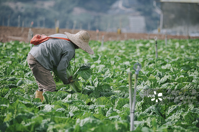 亚洲男性农民在田里用报纸捡白菜打包图片素材