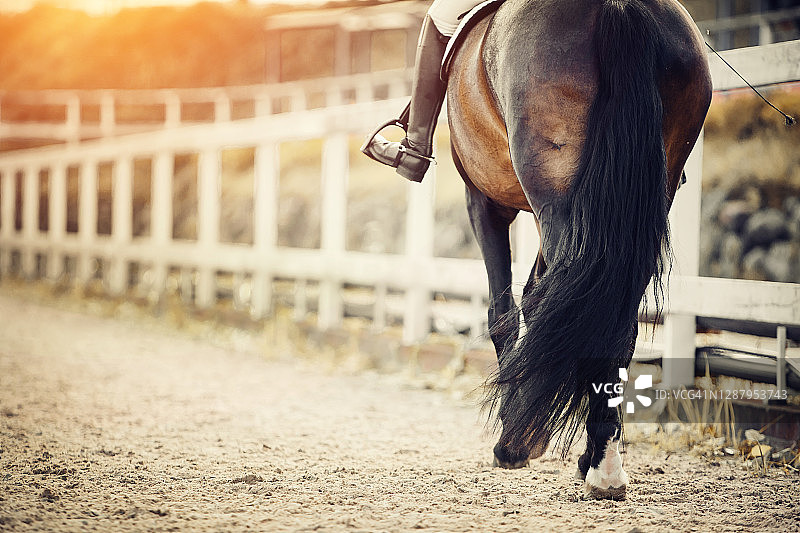 马术运动。马镫上骑手的腿，骑在一匹棕色的马上。马场上的盛装舞步。马摆动的尾巴。图片素材