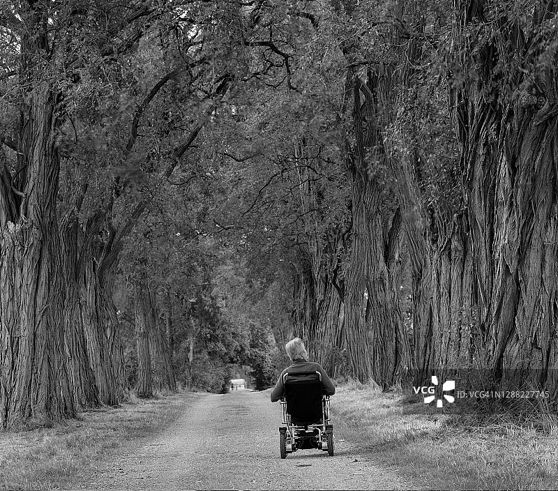 坐在轮椅上的老人在有大树的人行道上图片素材