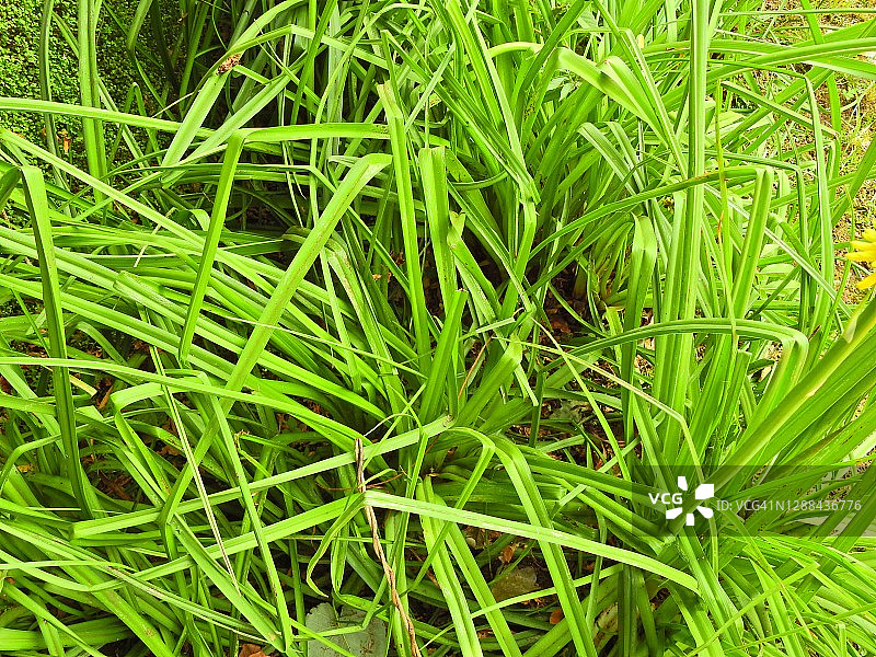 剑牌扑克(Kniphofia ensifolia)图片素材