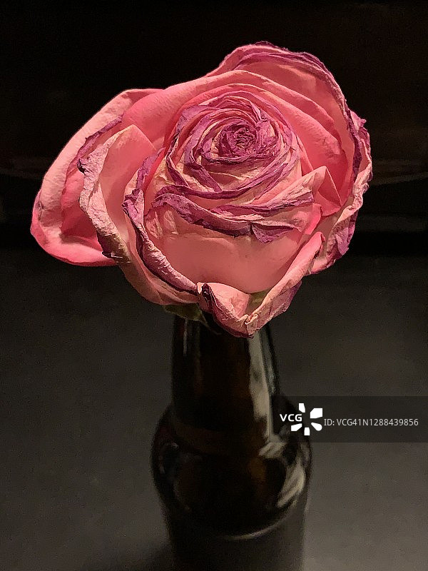 一个粉红色的玫瑰图片素材