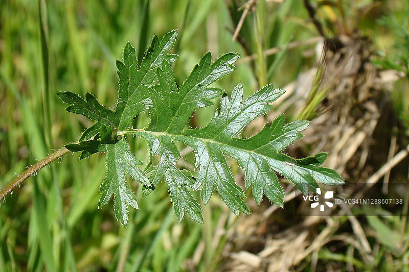 长喙鹳(Erodium botrys)图片素材