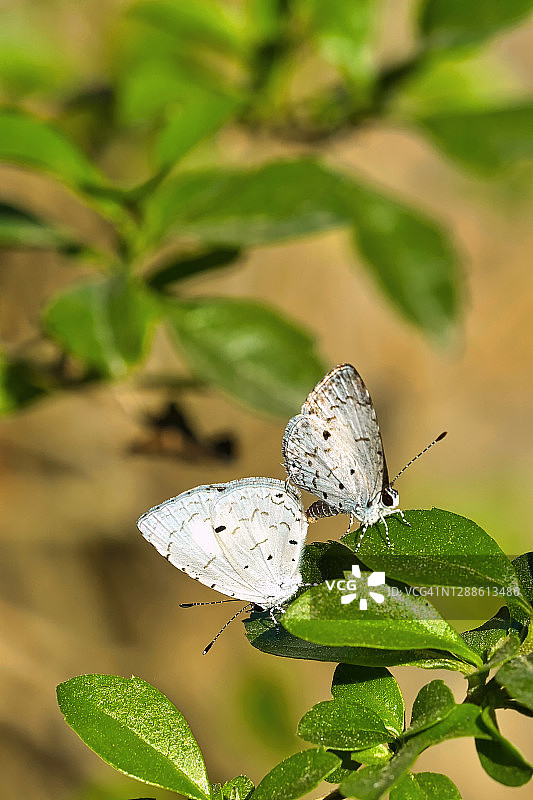 蛛翼蝴蝶，皇家巴迪亚国家公园，尼泊尔图片素材