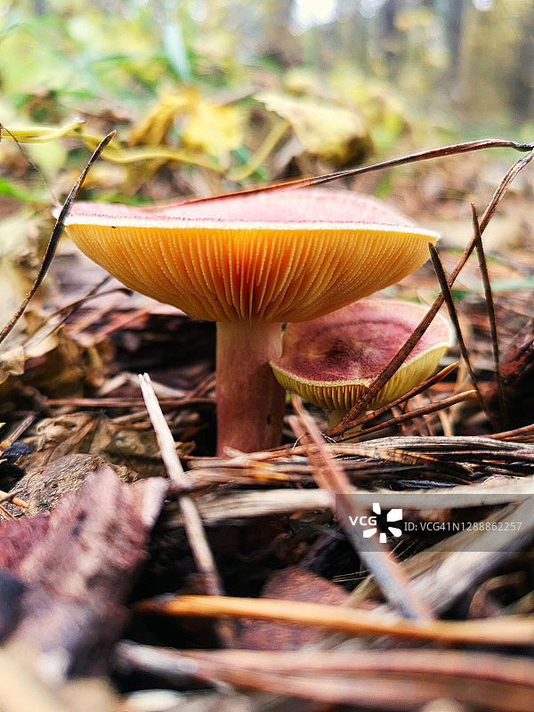 秋天森林里大蘑菇的特写图片素材
