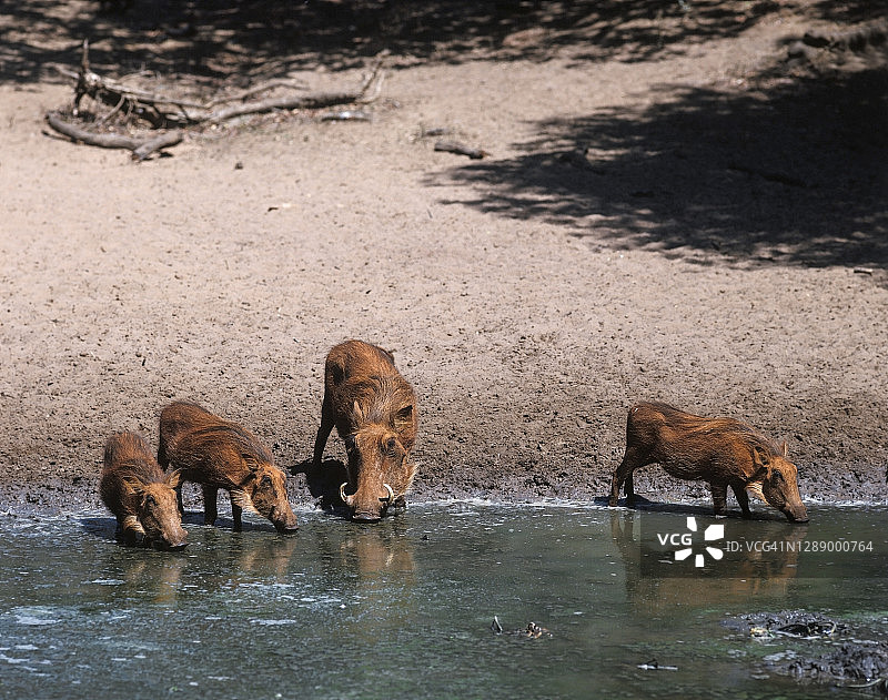 穆库兹野生动物保护区的一个水坑里的疣猪图片素材