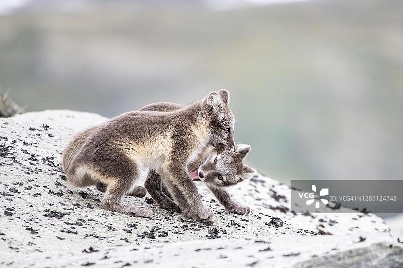 挪威，Dovrefjell-Sunndalsfjella国家公园，年轻的北极狐在玩耍图片素材