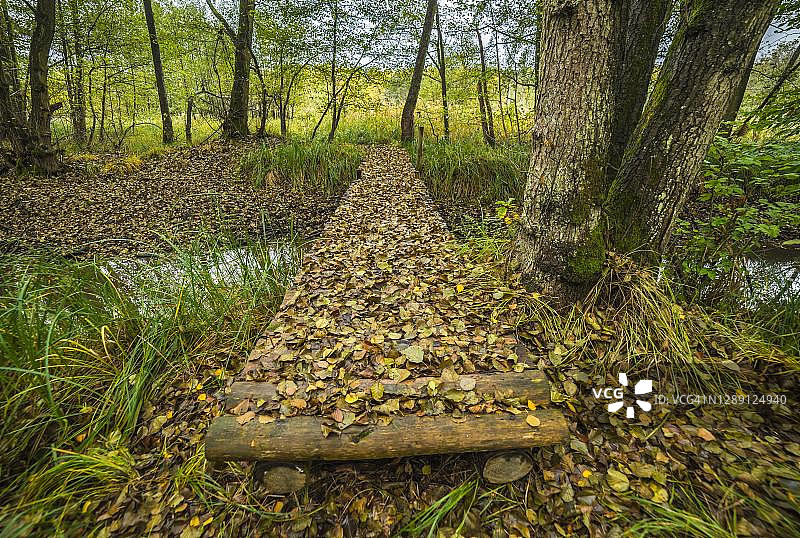德国Hesse Gross-Gerau moechbruch自然保护区的森林里，被秋叶覆盖的木桥图片素材