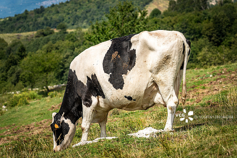 意大利阿尔卑斯山区牧场上的黑白奶牛图片素材
