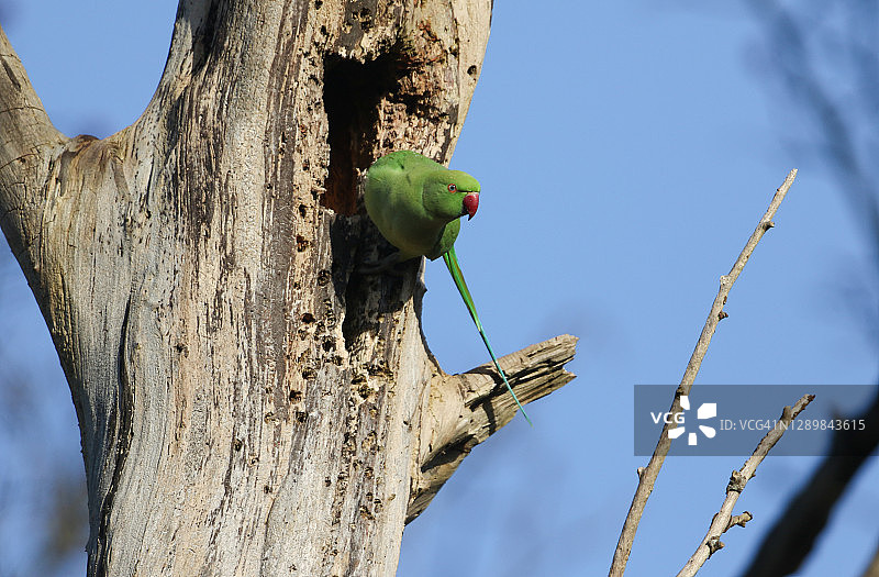 一只野生环颈长尾小鹦鹉(鹦鹉)栖息在巢洞旁的一棵死树上。图片素材