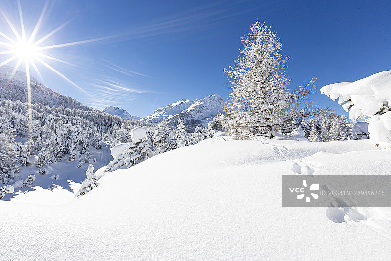 在阳光的照耀下，覆盖着积雪的山林中的树木图片素材