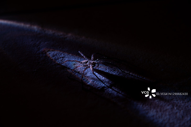 大蟹蛛，蓝色斑点，黑色背景图片素材