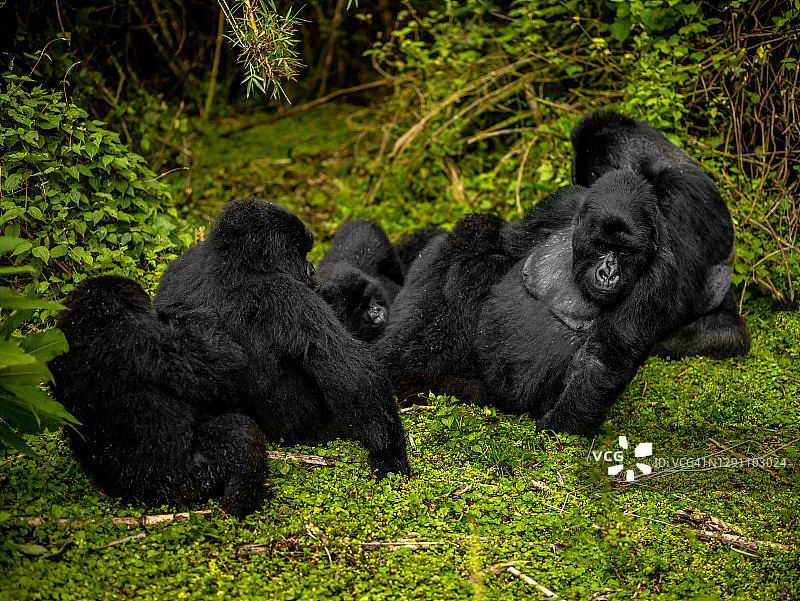 在卢旺达的火山国家公园，一群来自Hirwa家族的山地大猩猩图片素材