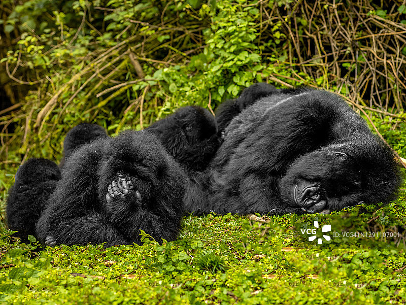 卢旺达火山国家公园的山地大猩猩图片素材