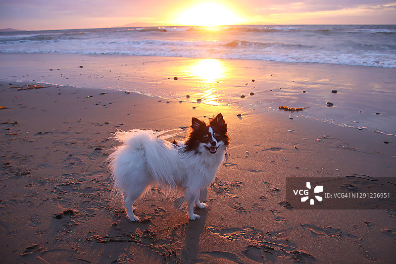 日落时分沙滩上的狗图片素材