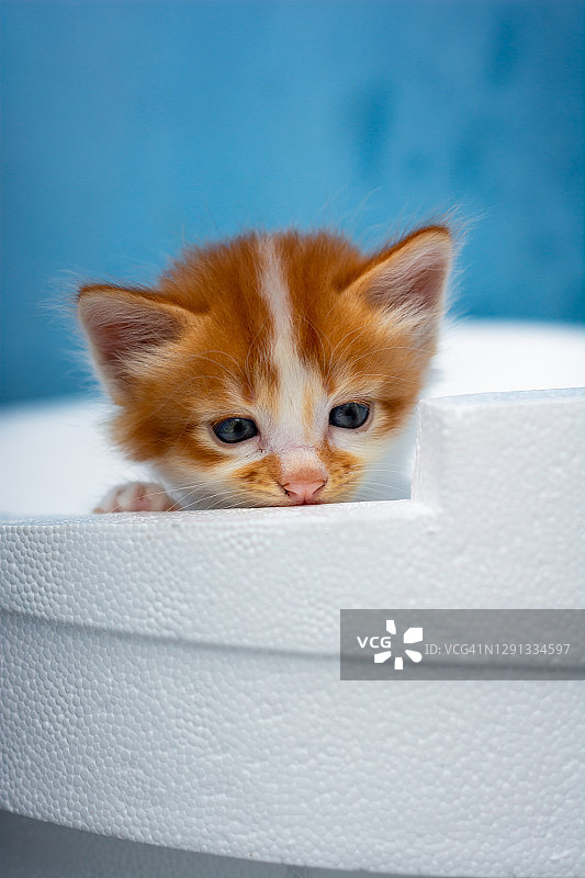 橙色小猫的肖像躲在白色的立体泡沫板后面图片素材
