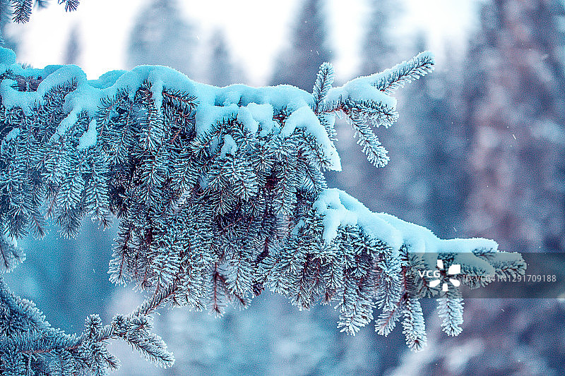 圣诞树的树枝在霜冻森林与冰霜散景粉光图片素材