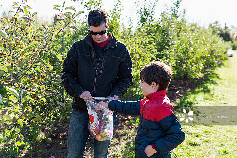 一个阳光明媚的秋天，父子俩在果园里摘苹果。图片素材