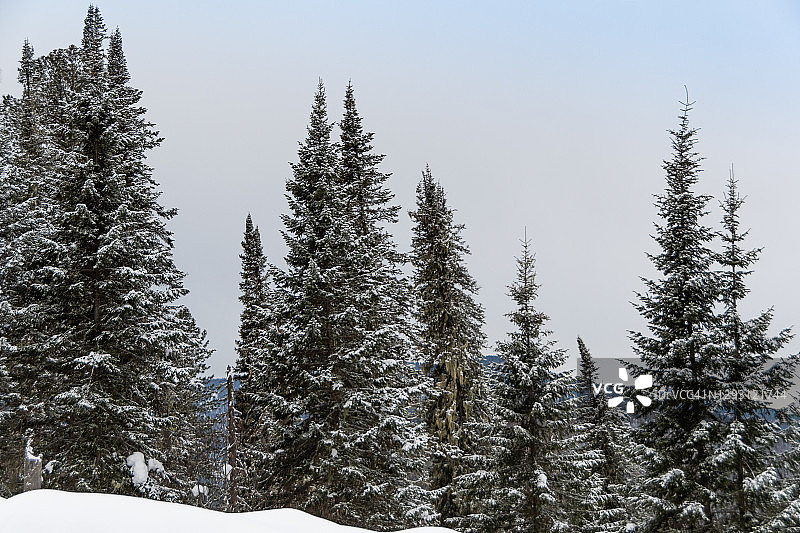 山坡上积雪的针叶林。冬天，树上覆盖着雪和霜。图片素材