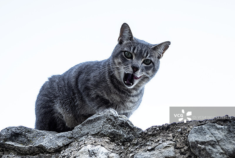 墙上的野猫张着嘴，舌头伸在白色背景上的街道上。图片素材