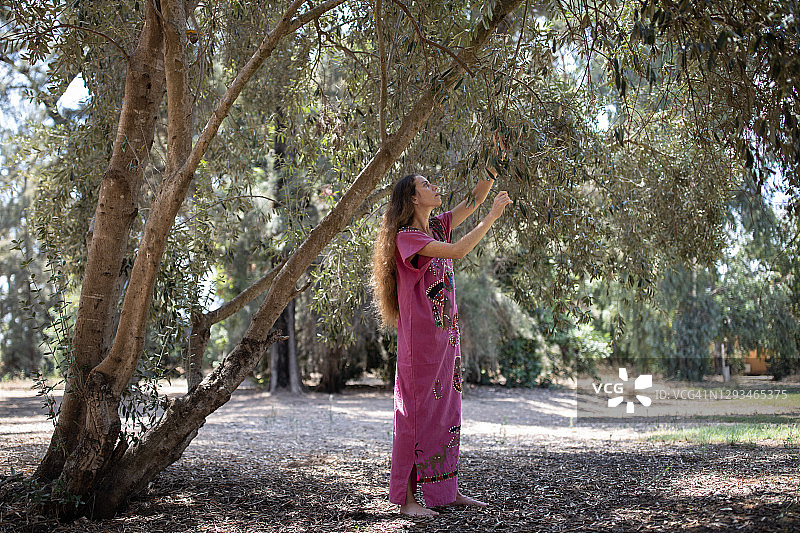 从橄榄树上采摘橄榄的女人图片素材