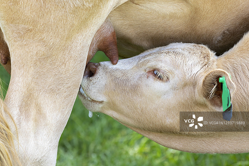 可爱的小牛喝着母牛的奶图片素材