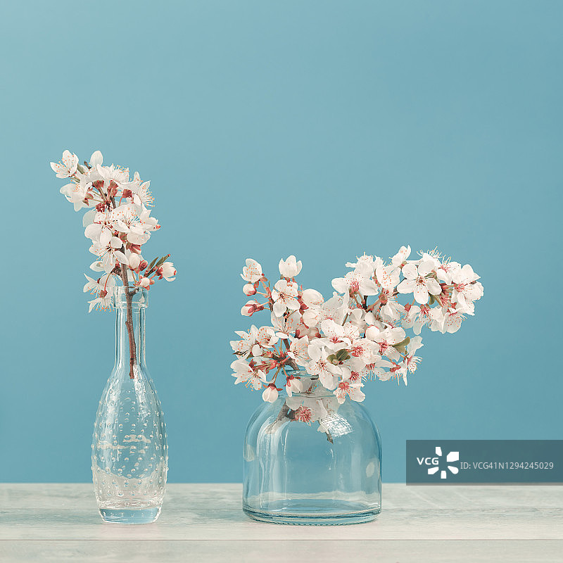 春天开花的树枝插在一个花瓶上，嫩嫩的蓝色图片素材
