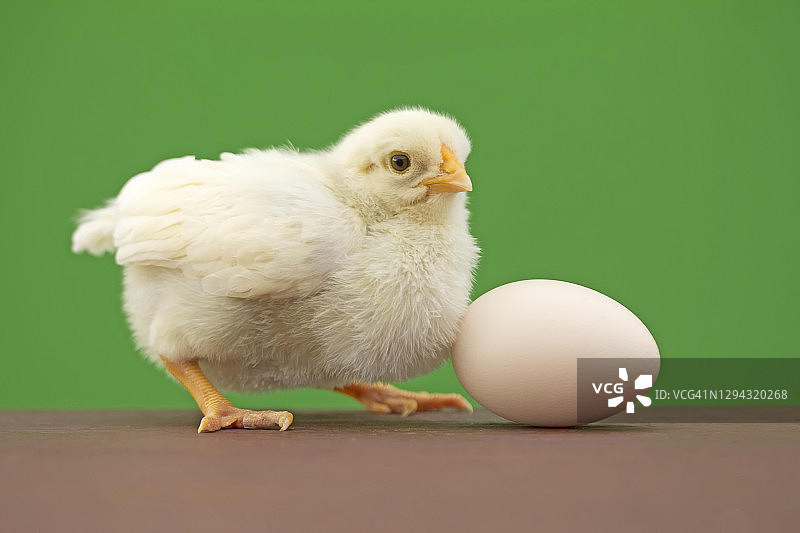小鸡和蛋的绿色背景图片素材