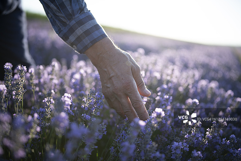 农民的手触摸薰衣草花在农业领域。图片素材