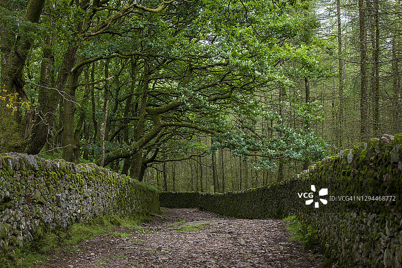在英国湖区的埃斯克代尔，一条粗糙的石头路和干石湖墙被森林和悬垂的树木包围着图片素材