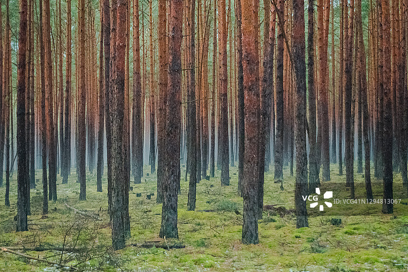 冬天，德国勃兰登堡黑暗而雾蒙蒙的松林图片素材