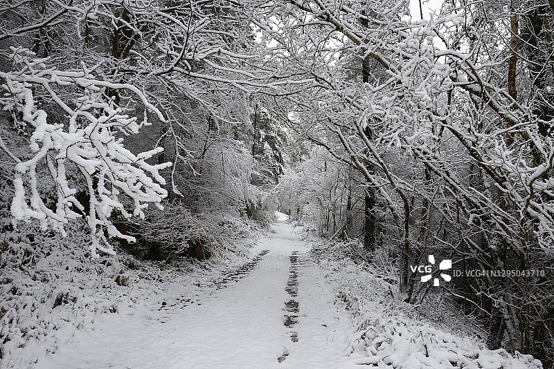 下雪的森林场景图片素材