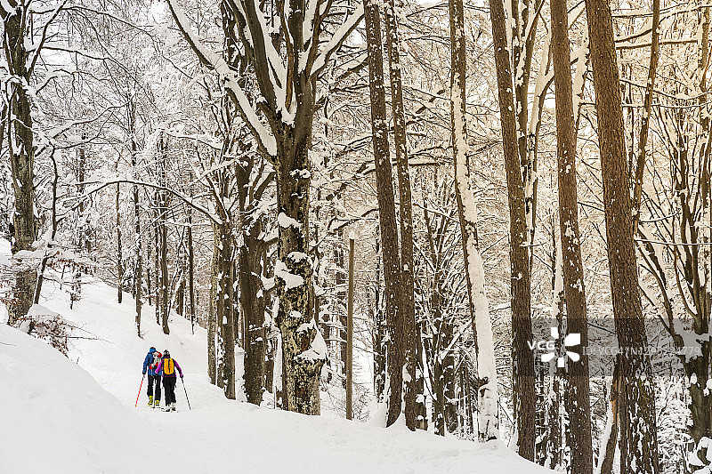几个滑雪者在树林里，高山滑雪图片素材