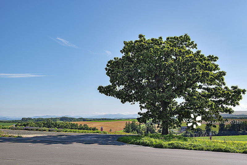独树“七星树”日本北海道北夷Patchwotk路地标之一图片素材