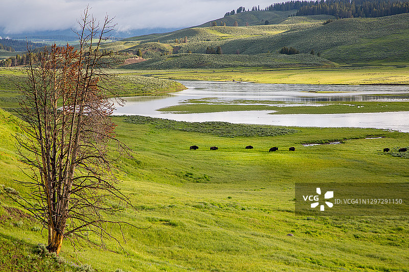 一群美洲野牛站在广阔的山艾树和绿色草地上，背景是河流。图片素材