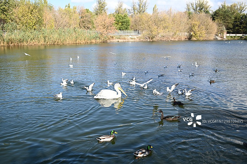 在一个阳光明媚的日子里，鹈鹕和鸭子在蓝色的湖里游泳。大自然的美。野生鸟类在它们的栖息地图片素材
