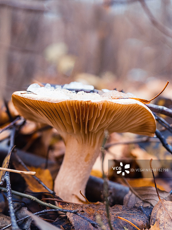 秋天森林里蘑菇的特写图片素材
