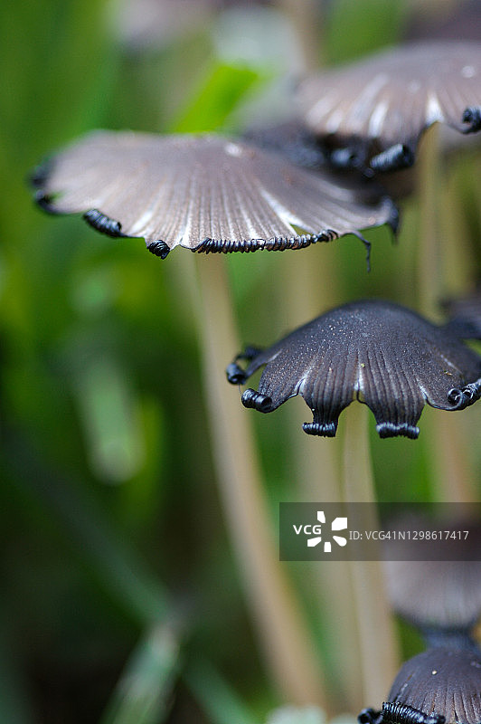 墨盖野蘑菇图片素材