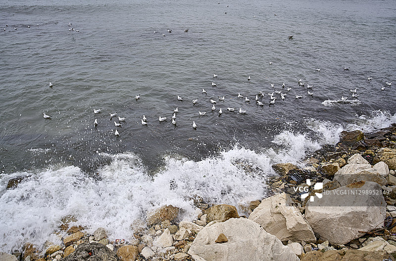 一群海鸥在冬天寒冷的海水中游泳图片素材