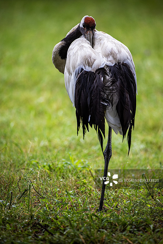 美丽绝伦的丹顶鹤站在一条腿上梳理毛发图片素材