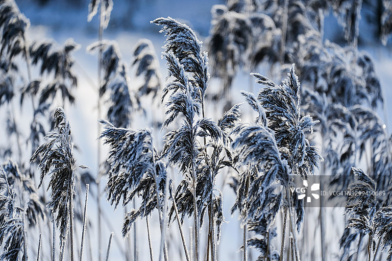 冬天背光下结霜的芦苇图片素材