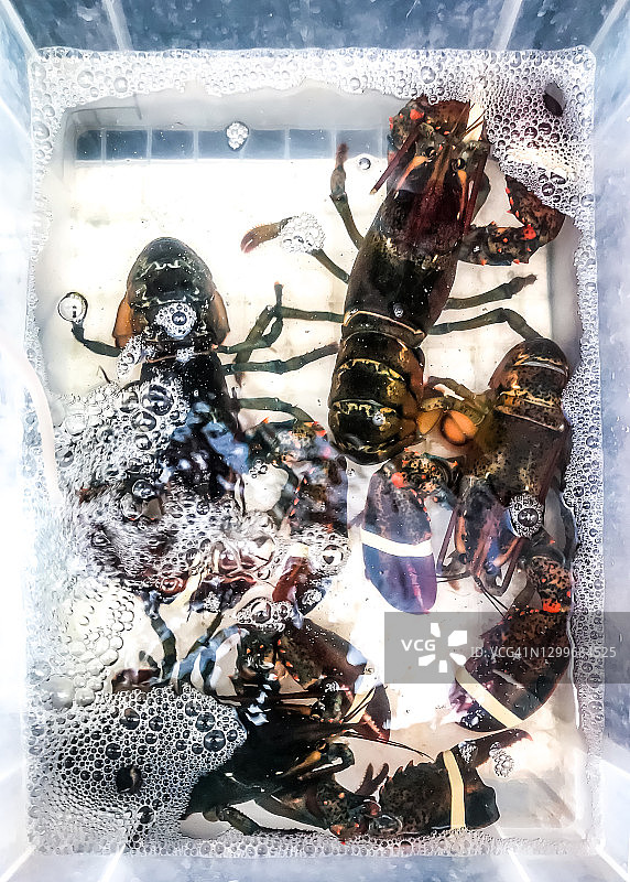 横滨桥购物区水中饲养的龙虾图片素材
