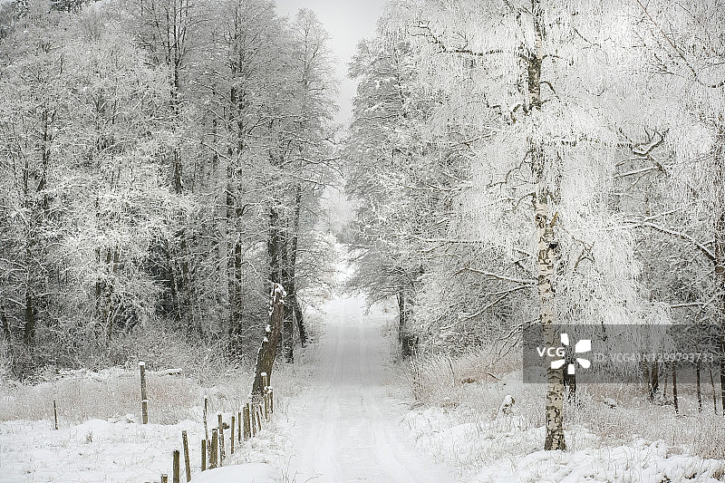 一条狭窄的路穿过积雪覆盖的牧场，在冬天有树图片素材