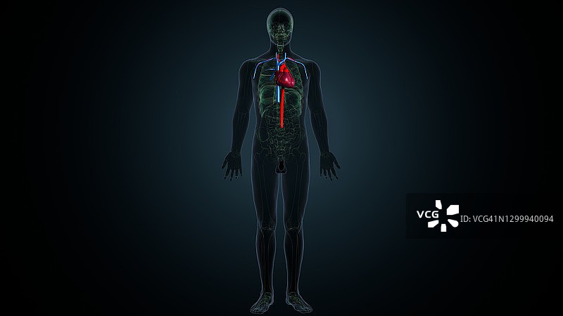 人体心脏的三维插图与动脉和静脉图片素材