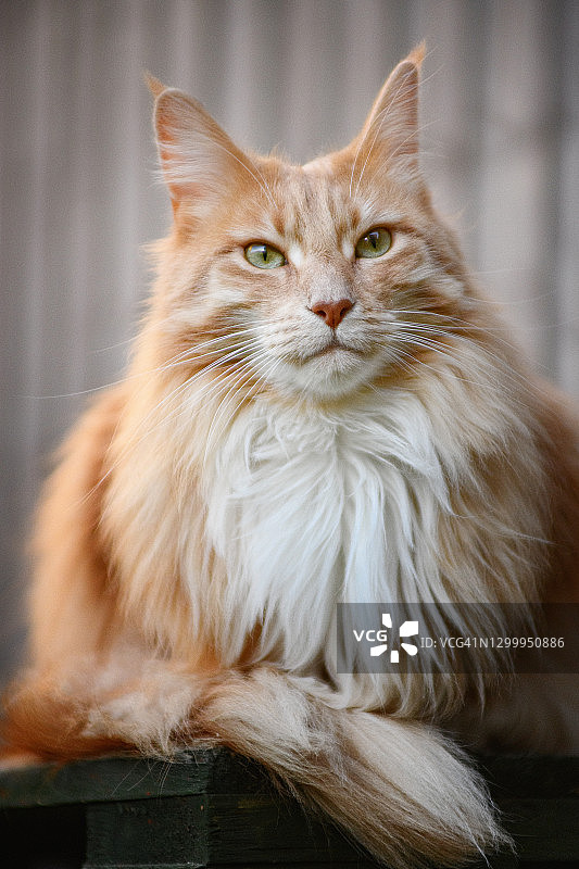 一张坐在阳台上的姜色缅因猫的肖像图片素材